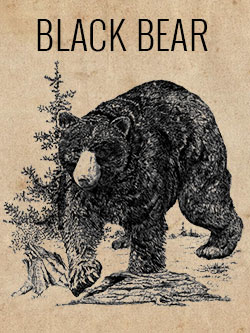 game-bear