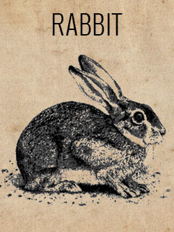 game-rabbit